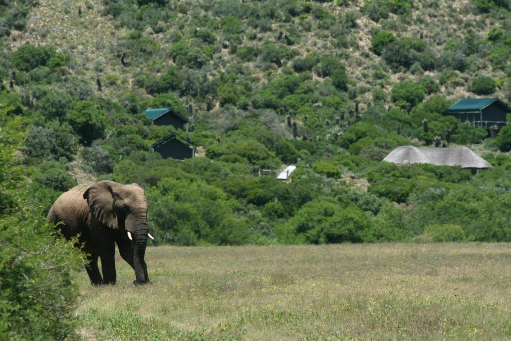 Hillsnek Safari Camp - Amakhala Game Reserve Exteriér fotografie