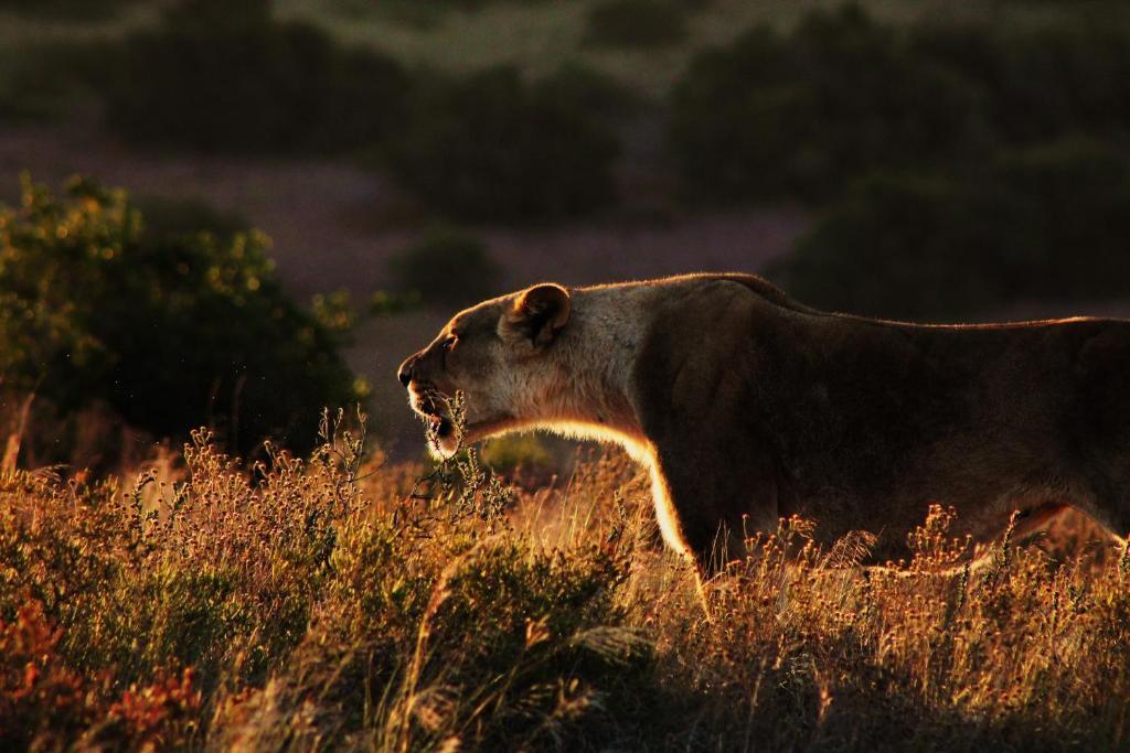 Vila Hillsnek Safari Camp - Amakhala Game Reserve Exteriér fotografie