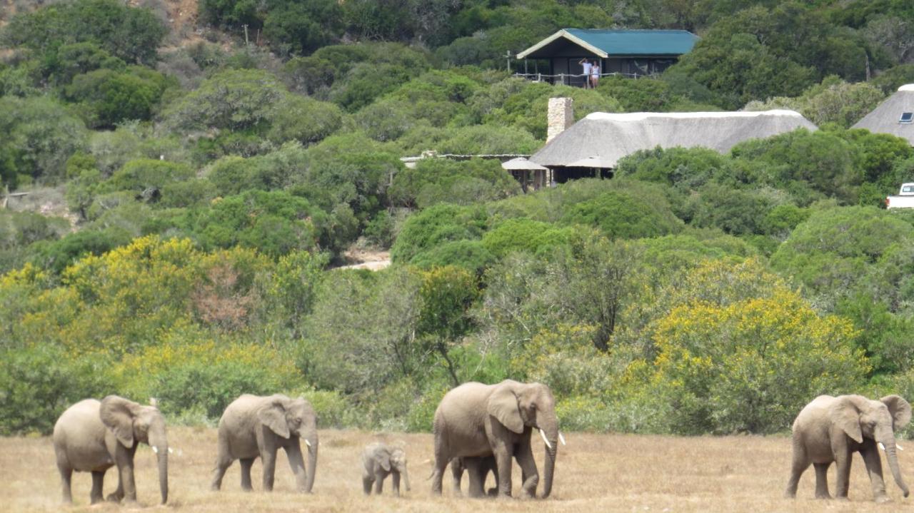 Vila Hillsnek Safari Camp - Amakhala Game Reserve Exteriér fotografie