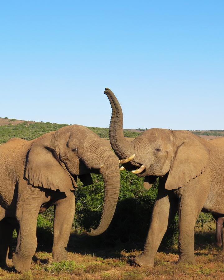 Vila Hillsnek Safari Camp - Amakhala Game Reserve Exteriér fotografie