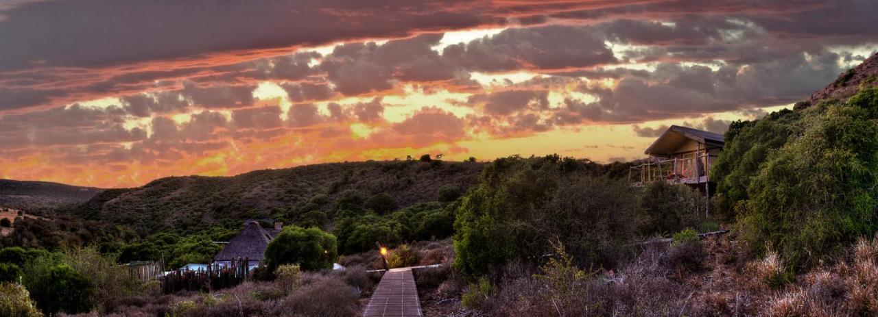 Vila Hillsnek Safari Camp - Amakhala Game Reserve Exteriér fotografie