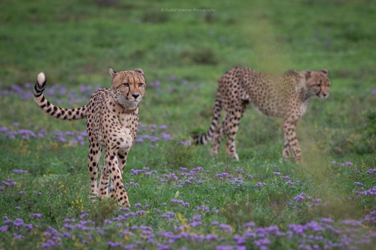 Vila Hillsnek Safari Camp - Amakhala Game Reserve Exteriér fotografie