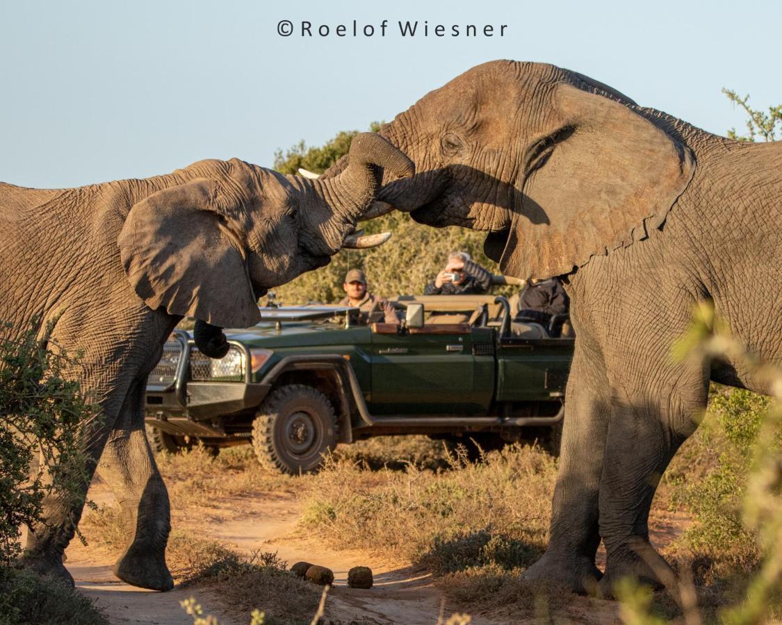 Hillsnek Safari Camp - Amakhala Game Reserve Exteriér fotografie