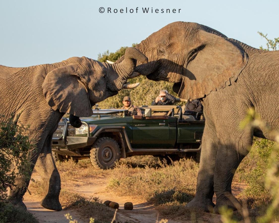 Vila Hillsnek Safari Camp - Amakhala Game Reserve Exteriér fotografie