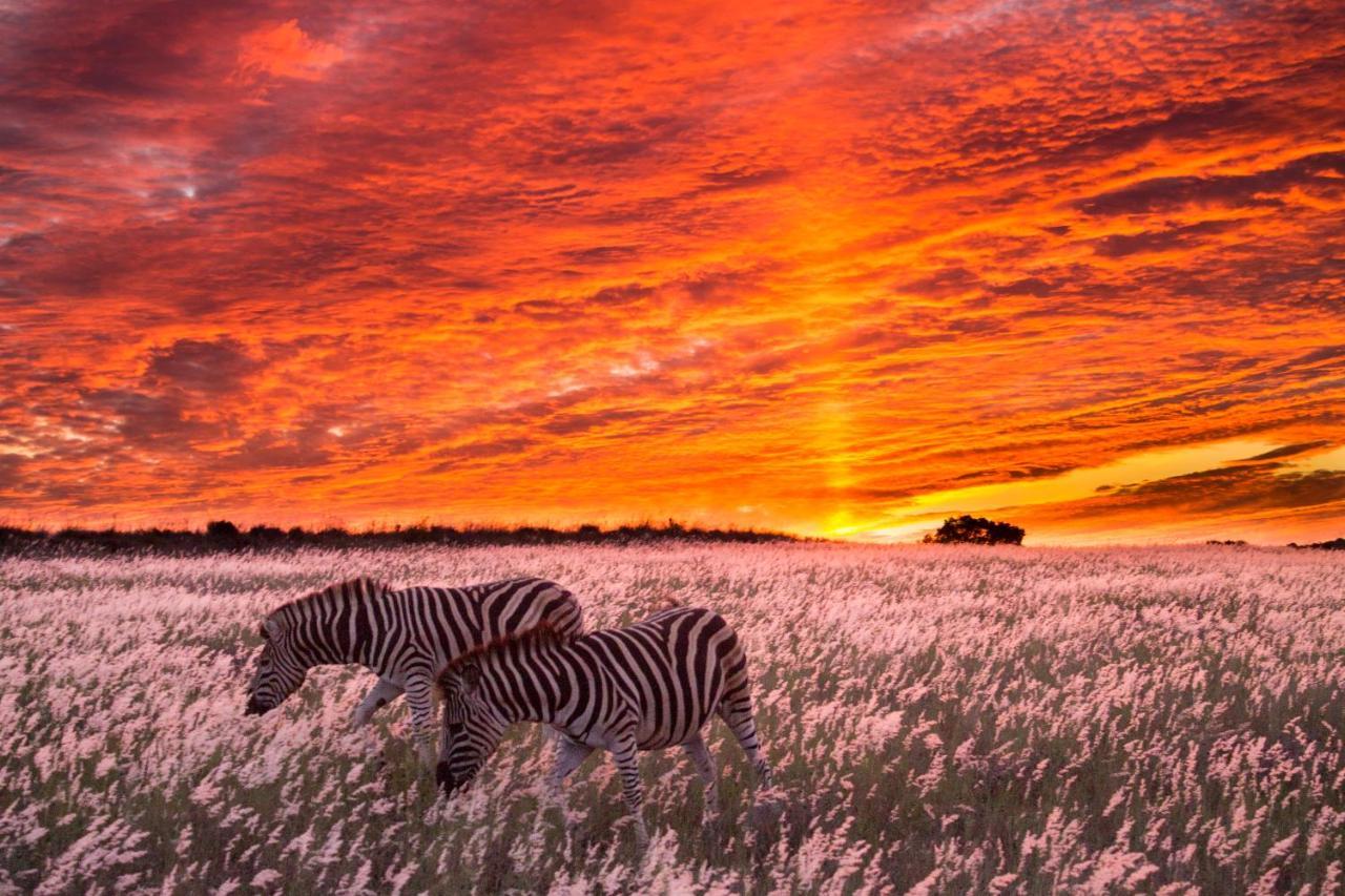 Vila Hillsnek Safari Camp - Amakhala Game Reserve Exteriér fotografie